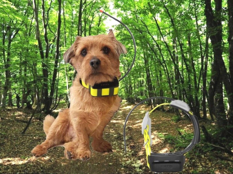 Collier GPS chien Tractive vs Garmin : que choisir ?